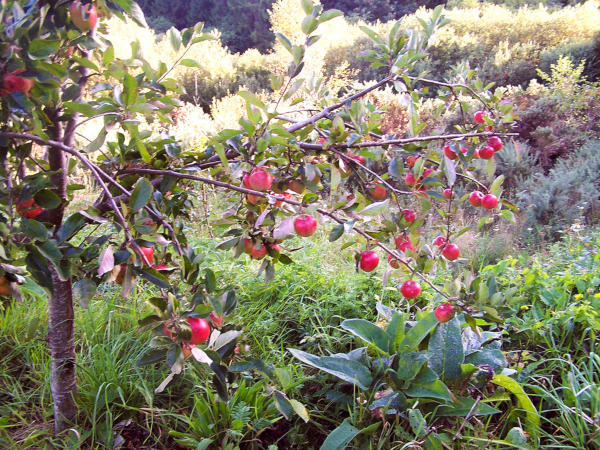 irish heritage apples