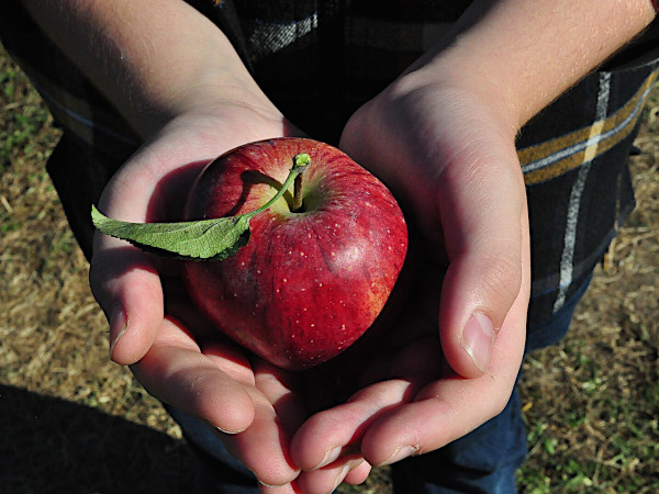 irish heritage apples