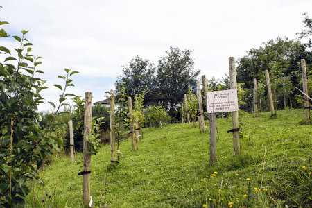 heritage apple trees 2015