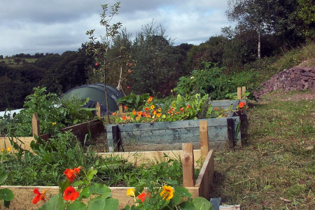 nasturtiums